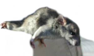 Rat Traps